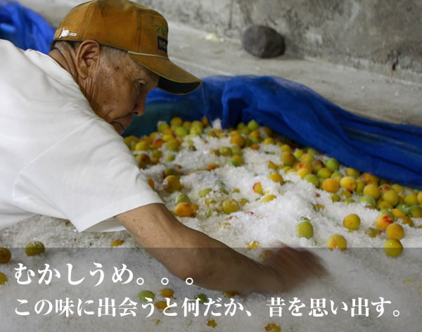 南部の南高梅
