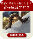 �~�����E�ނ����~���q�l�̐�