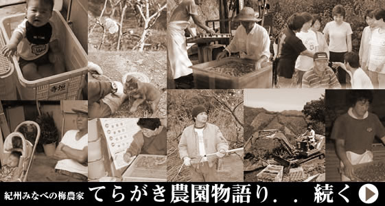 梅干しづくり・てらがき農園の様子を写真でご紹介しています。