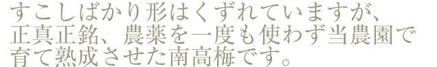 すこしばかり形はくずれていますが、正真正銘、農薬を一度も使わず当農園で育てたふっくらやわらか南高梅です。【無農薬】