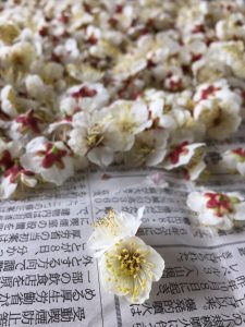 梅の花