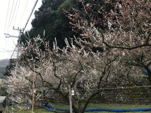 20170310