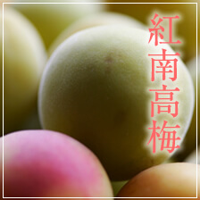 紅南高梅