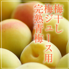 完熟青梅（梅干し・梅ジュース用）