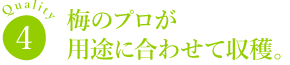 梅のプロが用途に合わせて収穫