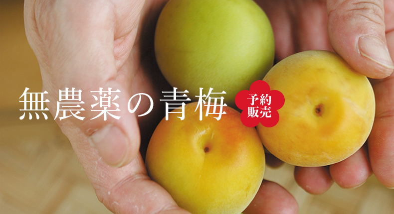 青梅 完熟梅 てらがき農園