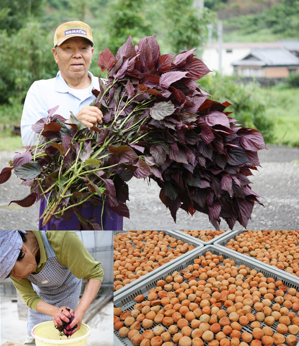 南高梅・農薬を使用せず栽培･しそ梅