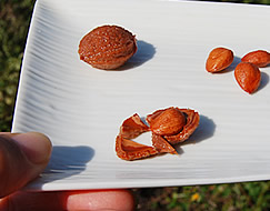 マクロビオティック食の方もどうぞ